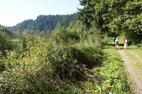 Wandern an der Oberilzmühle Nähe Passau Bayerischer Wald
